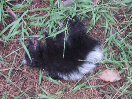 Dead Skunk